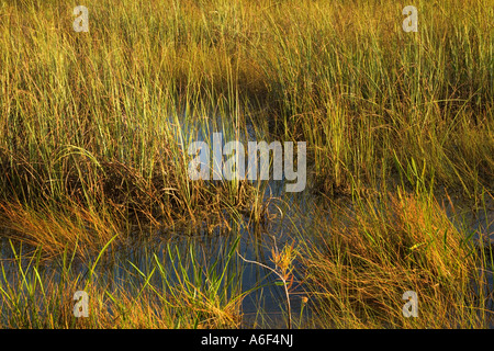 Sawgrass, Sumpf, Florida Stockfoto