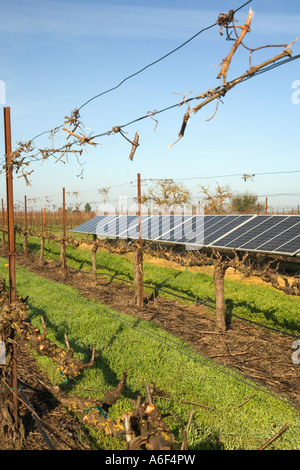 Sonnenkollektoren in ruhenden Weinberg, California Stockfoto