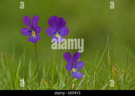 Eine Gruppe von drei Berg Stiefmütterchen Viola Lutea wächst bei Schafen abgeweidet Grünland in Schottland Stockfoto