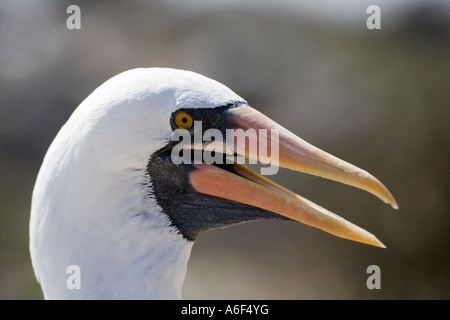 Leiter einer Nazca Tölpel Sula Granti bei Punta Suarez Espanola Insel Galapagosinseln Ecuador Südamerika Stockfoto