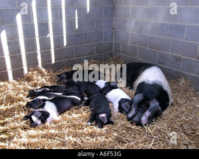Saddleback Pig und ihre Ferkel auf Stroh, untergebracht in einem sauberen Stroh gebettet Schwein-Stall auf einem Bauernhof im Vereinigten Königreich gelegt Stockfoto