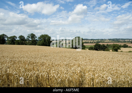 Eine Aussicht auf Bosworth Schlacht von Bosworth Schlachtfeld Heritage Centre und Country Park, Sutton Cheney, Market Bosworth Stockfoto