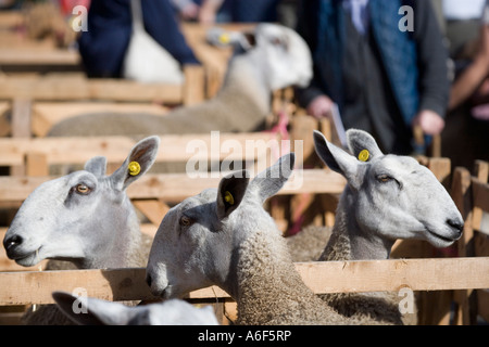 Blaue konfrontiert Leicester-Schaf Masham Schafe Messe in der Nähe von Ripon North Yorkshire UK The Jacob ist höchst marktfähige als Zuchttiere