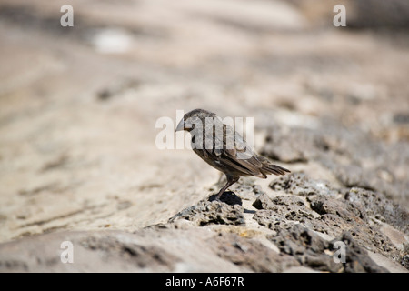 Darwins Finch auf Insel Santa Cruz Galapagos Ecuador Südamerika Stockfoto