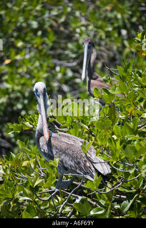 Ein paar braune Pelikane Pelecanus Occidentalis thront in Mangroven auf der Insel Santa Cruz Galapagos Ecuador Stockfoto