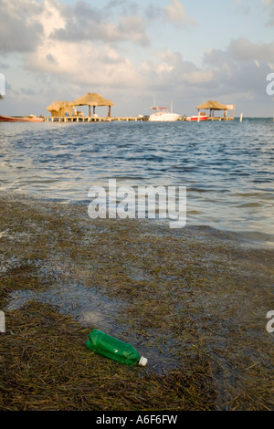 BELIZE Ambergris Caye grün Kunststoff Getränk Flasche Papierkorb in Algen entlang Ufer Strohdach auf dock Stockfoto