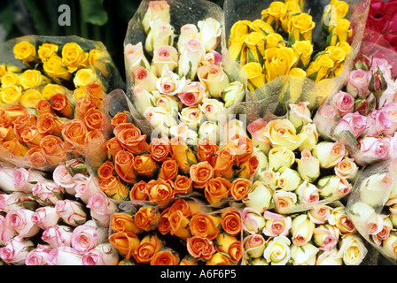 Die Trauben der Rosen, Altstadt, Hanoi, Vietnam Stockfoto