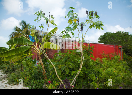 BELIZE Ambergris Caye Butterfly Jungle außen Buidling Netz Seiten Stockfoto