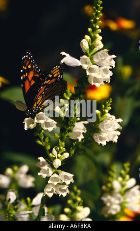 Monarch-Schmetterling nippt Nektar aus inländischen Blumengarten. Stockfoto