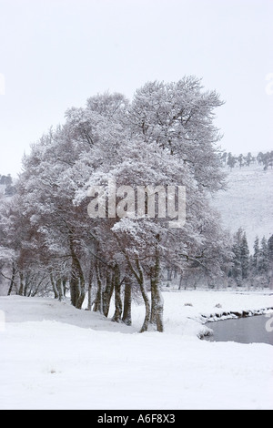 Frosted Silver Birch Bäume, Winter, Schnee, Kälte, Natur, Jahreszeit, Reif, Eis, kalten Morgen in Morrone Birkwood, Braemar, Cairngorm National Park, Großbritannien Stockfoto