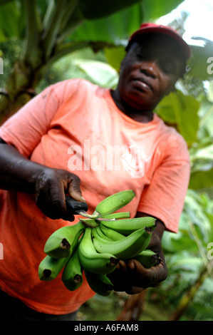 Fairtrade-Landwirt Jocelyn Trumpet schneidet und legt die Bananen auf einem Bananenblatt bereit für die Aufnahme in den Schuppen Verpackung Stockfoto