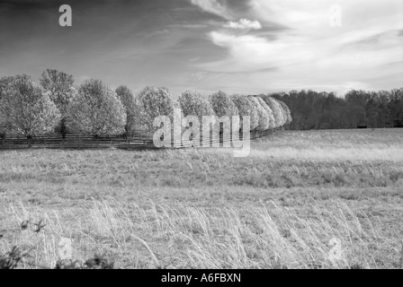 Reihe von Bradford Birnbäume blühen im zeitigen Frühjahr Cohutta GA USA Stockfoto