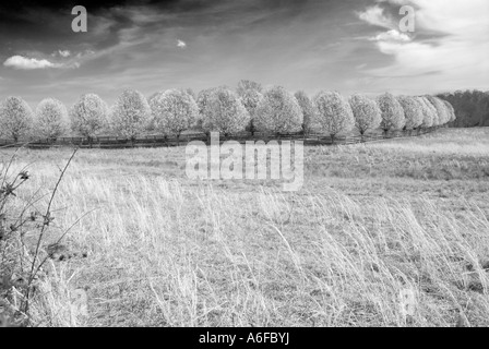 Reihe von Bradford Birnbäume blühen im zeitigen Frühjahr Cohutta GA USA Stockfoto