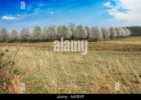 Reihe von Bradford Birnbäume blühen im zeitigen Frühjahr Cohutta GA USA Stockfoto