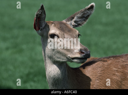 Rothirsch Hinterbeine Cervus Elaphus aus einer bewirtschafteten Rotwild-Herde zu warnen Stockfoto
