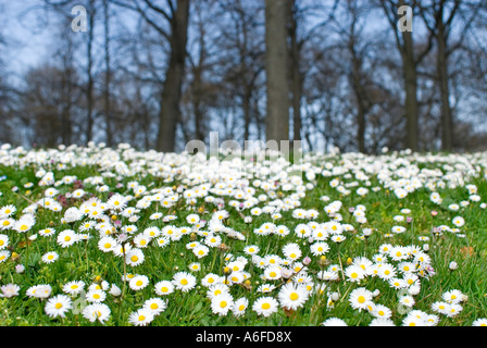 Wiese mit vielen Gänseblümchen und einen kahlen Frühlingswald Stockfoto