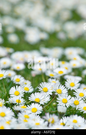 ein Rasen übersät mit Gänseblümchen Stockfoto