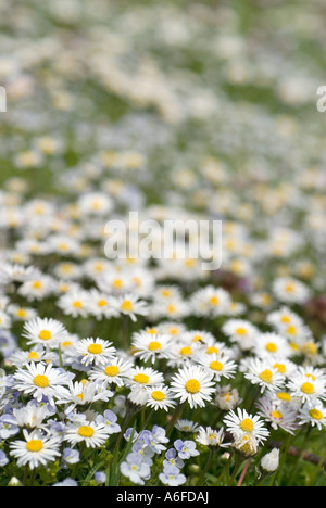 Close Up von Daisy Bellis Perennis stehen zusammen mit Ehrenpreis Veronica Persica Stockfoto