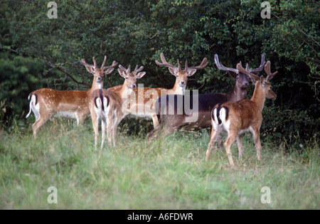 Damwild Böcke mit Geweih in samt auf Bredon hill Worcestershire England uk Stockfoto