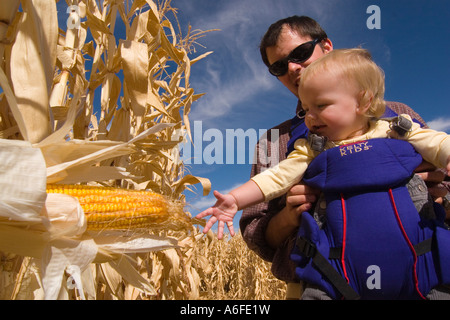 Vater und Tochter in einem Kornfeld in Fallon, Nevada Stockfoto