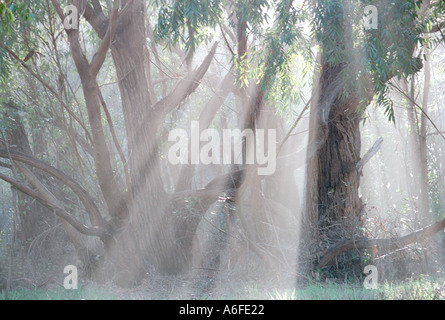 California coastal Eukalyptus-Bäume im Nebel Filter Sonnenlicht in Strahlen in dieses friedliche Szene Stockfoto