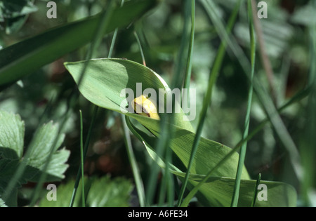 Verlangsamen und die Sonne kleine Junge gelbe Laubfrosch Hyla arborea in einem eingerollten Blatt Bayern Deutschland genießen Stockfoto