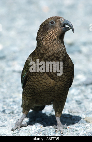 Der neugierige Papagei wie Kea Südinsel Neuseeland Stockfoto