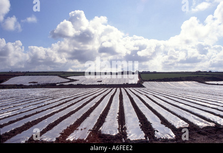 Streifen aus Kunststoff Polyethylen Art Material über Nutzpflanzen gelegt Vermehrung Landwirtschaft Landschaft unter Big Sky St Davids Pembrokeshire Wales Großbritannien zu Hilfe Stockfoto