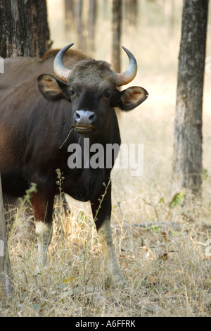 Gaur Indian Bison Bos Gaurus stehen in einem Wald in einem Naturschutzgebiet in Indien und in die Kamera schaut Stockfoto