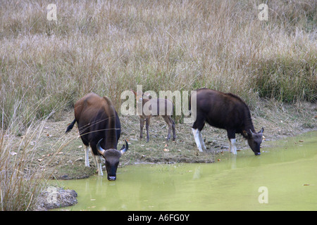 Gaur Indian Bison Bos Gaurus Trinkwasser aus einem kleinen Pool in einem Wildlife-Resreve in Indien Stockfoto