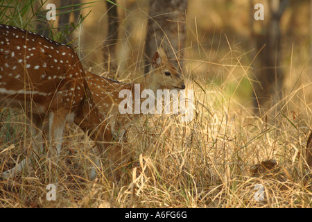 White Spotted Hirsch Chital Achse Achse stehend im Wald mit seinen Rehkitz in einem Naturschutzgebiet in Indien Stockfoto