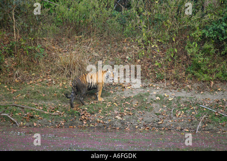 Bengal-Tiger-Panthera Tigris stehen an der Seite von einem kleinen See mit seiner hinteren einweichen nass nach im Wasser sitzen Stockfoto