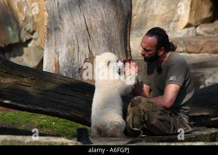 Knut spielt die Polar Bear Cub mit seinen Keeper in seinem Gehege im Berliner Zoo in Deutschland Stockfoto