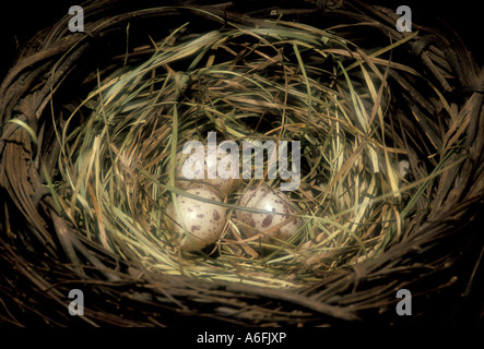 Vögel nisten mit gesprenkelten Eiern Stockfoto