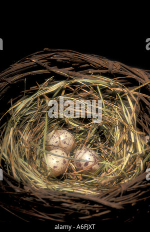 Vogelnest mit Eiern Stockfoto