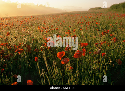 Schönen Feld von Roter Mohn (Papaver rhoeas) Beleuchtete bei Sonnenaufgang an dunstigen morgen Mitte Sommer in Hampshire. England Großbritannien Großbritannien Stockfoto