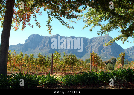 Im Herbst farbige Reben im Delaire Weinberge auf Helshoogte Pass zwischen Stellenbosch und Franschhoek Südafrika RSA Stockfoto