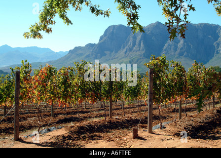 Im Herbst farbige Reben im Delaire Weinberge auf Helshoogte Pass zwischen Stellenbosch und Franschhoek Südafrika RSA Stockfoto