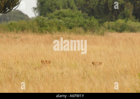 Ein paar Löwenbabys entspannen Sie sich in den hohen Gräsern von Queen Elizabeth National Park, Uganda Stockfoto