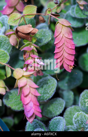 Diptam von Kreta Origanum Dictamnus x calcaratum Stockfoto