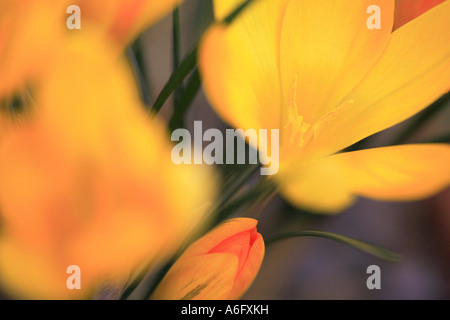 Crocus Luteus "Goldene gelb" im Garten Stockfoto