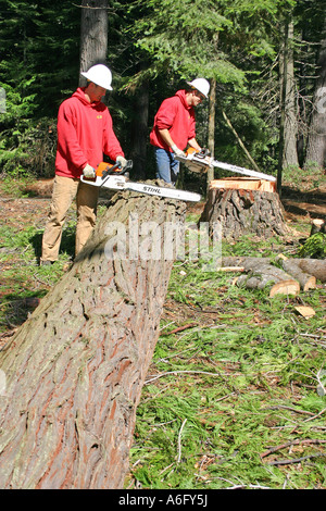Baum fallenden crew Stockfoto