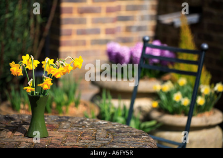 Narzissen im Garten im Frühjahr Stockfoto