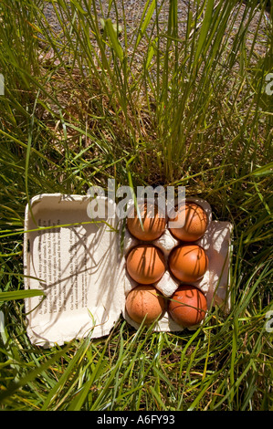 Freilandeier in Ei-box in der Wiese, Powys, Wales, Vereinigtes Königreich. Stockfoto