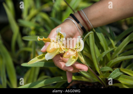 Armbänder, die von thailändischen Mädchen getragen werden, die Blume mit der Hand halten und Orchideenblüten in der Provinz Krabi in Thailand zeigen Stockfoto