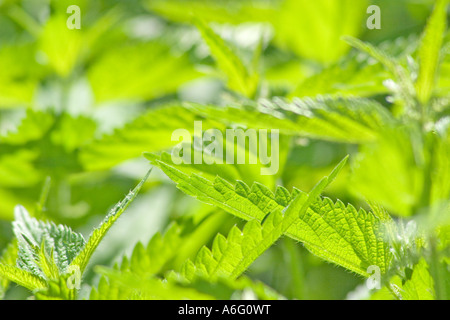 Brennessel Urtica Dioica Urens neue RAW-Konvertierung Stockfoto