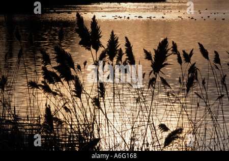 Schilf Phragmites Communis bei Sonnenuntergang North Norfolk Feuchtgebiete Stockfoto