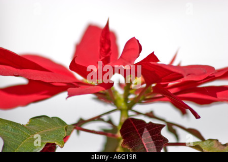 Weihnachtsstern Christmas Star Euphorbia Pulcherrima La Palma Kanaren Spanien Stockfoto