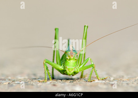 Große grüne Bush Cricket Tettigonia Viridissima Stockfoto