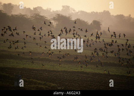 Kampfläufer Stockfoto